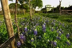 Bluebonnets dot the landscape at the Vineyards.