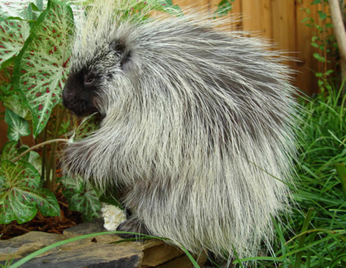 Just Because Here S A Porcupine Eating A Pumpkin Artslut