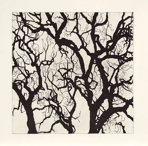Nate Cassie, Sheet from Suite of Trees, 2011. Aquatint. Courtesy McNay Art Museum.