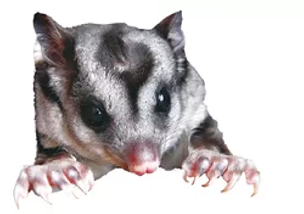 sugar glider for sale near me