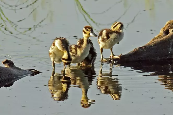 Black-bellied Whistling ducklings spotted in Bentsen-Rio Grande Valley State Park, which would be bisected by President Trump's proposed border wall. - TEXAS PARKS AND WILDLIFE