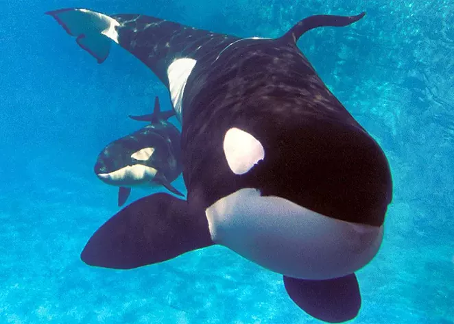 COURTESY OF SEAWORLD