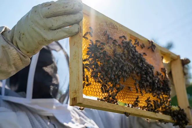 DETROIT HIVES