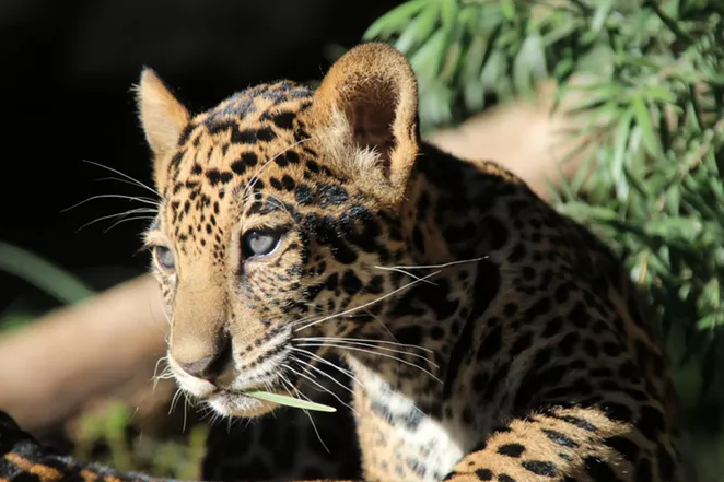 COURTESY OF SAN ANTONIO ZOO