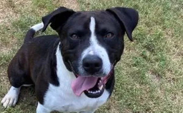 north shore humane center