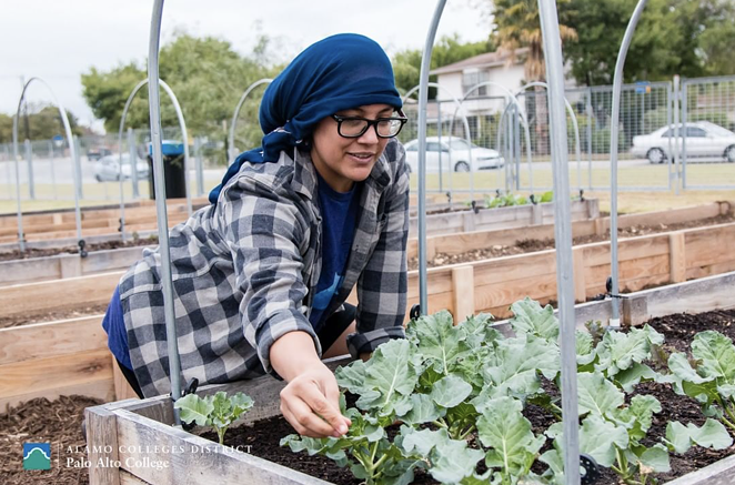 The Palo Alto College Community Garden has been thriving, yielding crops that have been donated to the SA Food Bank. - INSTAGRAM / PALOALTOCOLLEGE