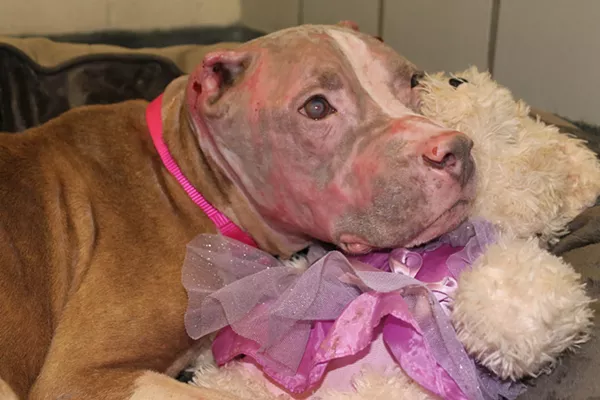 Rosie the pit bull is on her way to recovering from her injuries. - ANIMAL CARE SERVICES