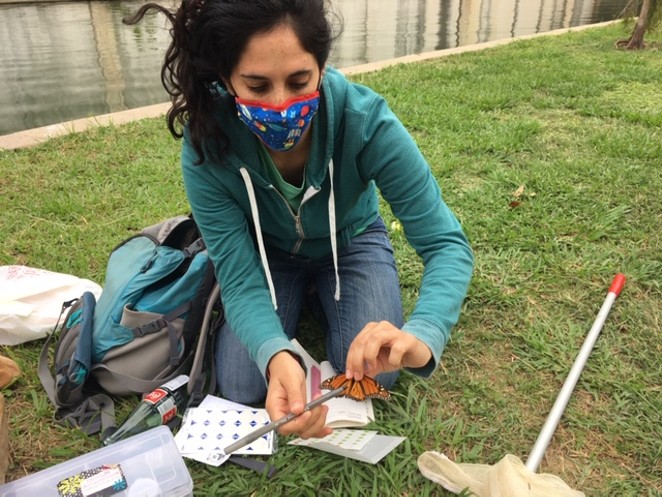 Grad student Rebecca Zerlin tags a monarch butterfly so its location can be tracked. - KATIE HENNESSEY