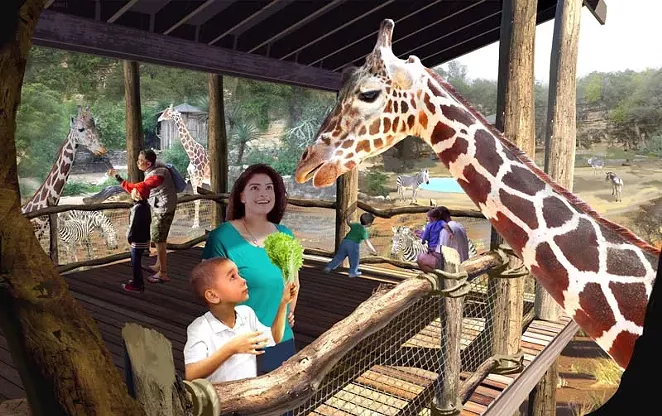 Giraffes will debut at the San Antonio Zoo's Africa Live exhibit this week. - COURTESY