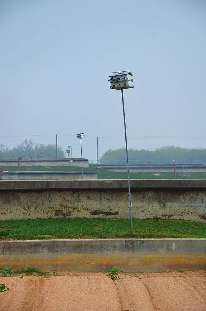 More than 500 purple martin houses help SAWS stay insect and insecticide free.
