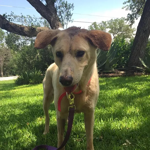Millie on the mend - FACEBOOK/LUCKY LAB RESCUE