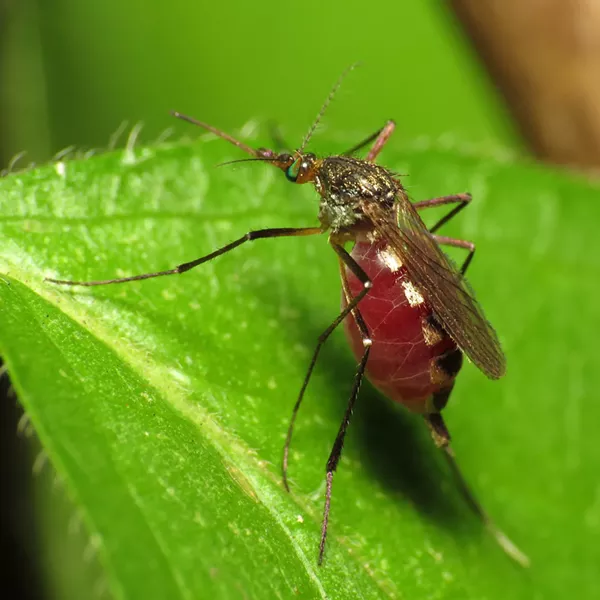 Texas health officials reported the first Zika-related microcephaly case in the state. - KATJA SCHULZ/FLICKR CREATIVE COMMONS