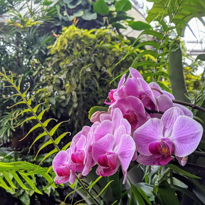 FACEBOOK / SAN ANTONIO BOTANICAL GARDEN