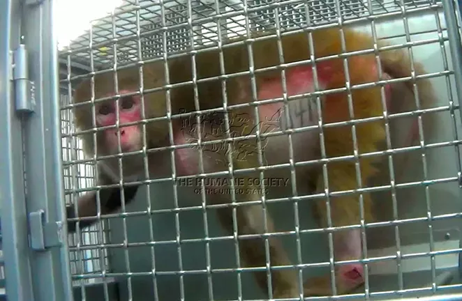 According to a 2014 HSUS investigation, some monkeys at the Southwest National Primate Research Center plucked their hair due to stress. - COURTESY HUMANE SOCIETY OF THE UNITED STATES