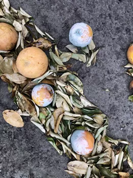 Millions in dollars' worth of grapefruit litter grove floors following last month's cold snap. - NINA RANGEL