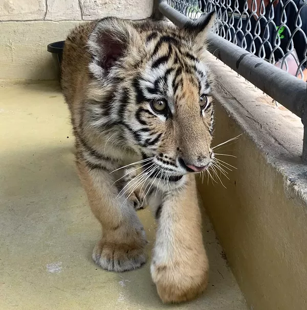 The zoo is providing a temporary home for a tiger cub snd bobcat confiscated by BCSO. - COURTESY OF SAN ANTONIO ZOO