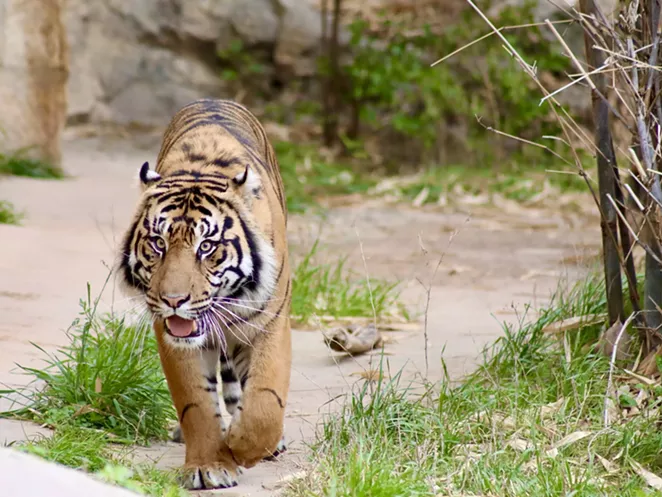 Jeda, a male tiger, is a new resident at the San Antonio Zoo. - COURTESY OF SAN ANTONIO ZOO
