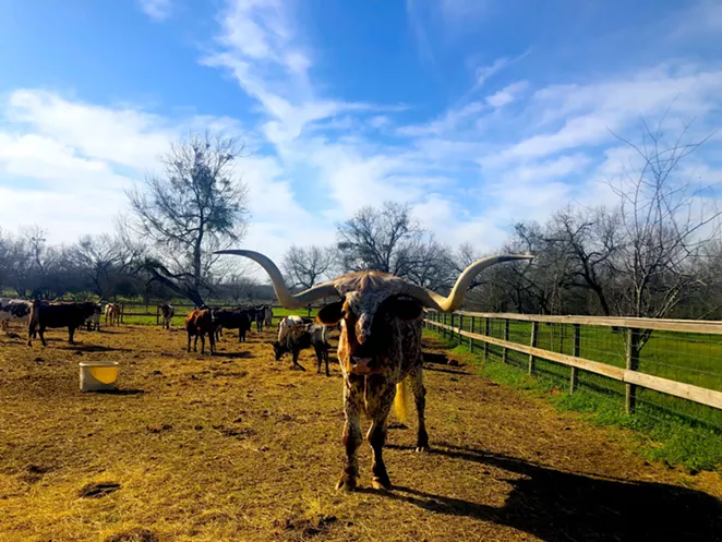 A herd of longhorns lives on the Land Heritage Institute property, which the Medina River Greenway passes through. - BILL BAIRD