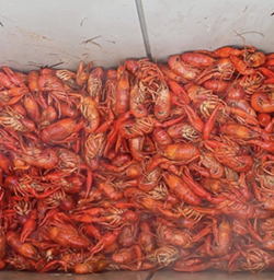 Texas Ski Ranch in New Braunfels will host a free outdoor event featuring axe throwing, wakeboarding, live music and — of course — crawfish. - INSTAGRAM / TEXASSKIRANCH