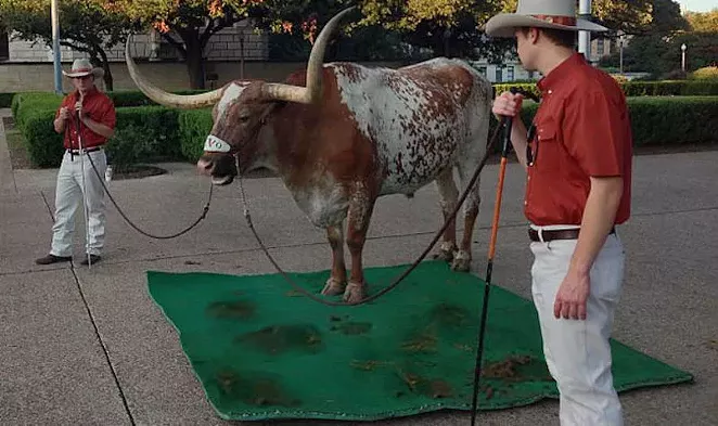 Bevo engages in a sloppy protest against "The Eyes of Texas" as the Silver Spurs look on. - WIKIPEDIA COMMONS / GUÐSÞEGN (PHOTO MANIPULATON BY NINA RANGEL)