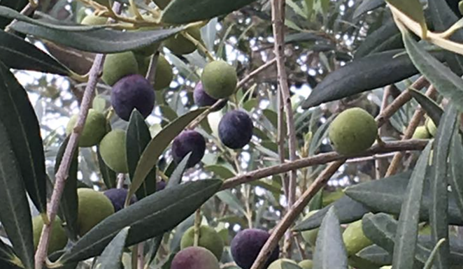 Sandy Oaks Olive Orchard will permanently close following founder Sandra Winokur's death. - FACEBOOK / SANDY OAKS OLIVE ORCHARD