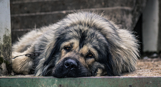 Texas Senate Bill 474 largely establishes basic standards of shelter and care for dogs restrained outdoors. - UNSPLASH / KRISTIJAN ARSOV