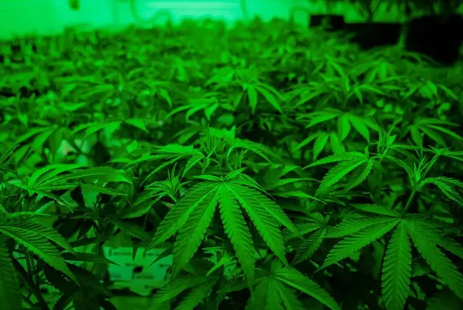 Newly planted marijuana plants at Texas Original Compassionate Cultivation Medical Marijuana facility in South Austin on April 30, 2021. - TEXAS TRIBUNE / JORDAN VONDERHAAR