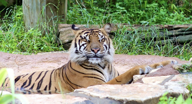 The San Antonio Zoo will hold an all-ages LGTBQIA-friendly event dubbed “Night Out At The Zoo” later this month. - INSTAGRAM / SANANTONIOZOO