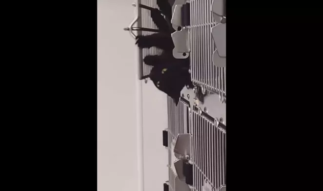 A particularly resourceful feline figured out how to unlock the Atascosa County Animal Control's "escape proof cages." - FACEBOOK / ATASCOSA COUNTY ANIMAL CONTROL