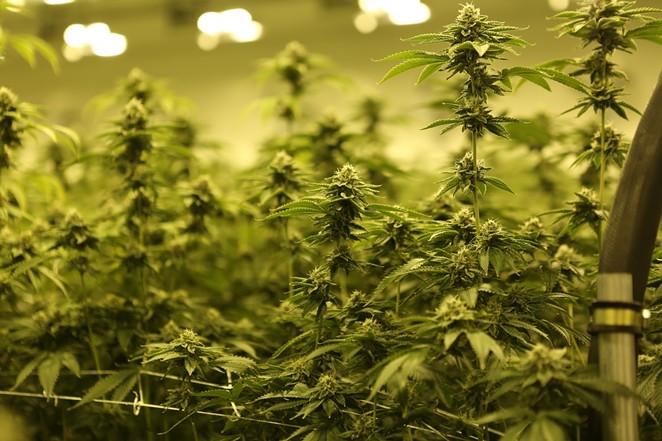 Marijuana plants grow in an indoor facility. - RYAN LANGE / UNSPLASH