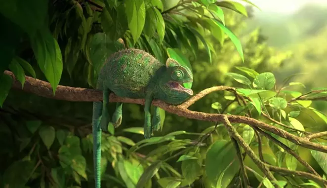 OUR WONDERFUL NATURE: THE COMMON CHAMELEON