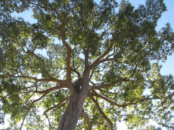 A Pecan tree, the enemy - SHUTTERSTOCK.COM