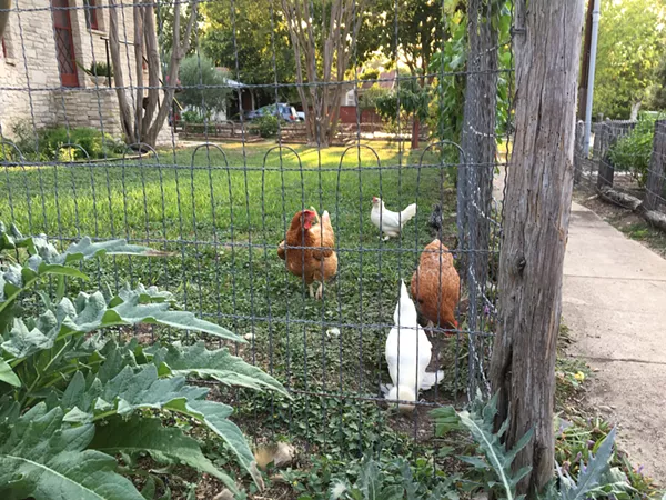 Your dining companions - JESSICA ELIZARRARAS
