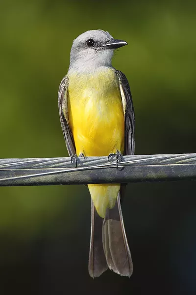 The tropical kingbird is now more common in the Rio Grande Valley.