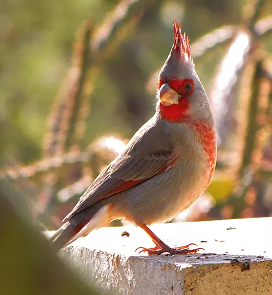 The pyrrhuloxia looks like a cardinal, but it lives primarily south of Midland.