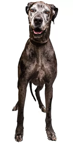 Sisco