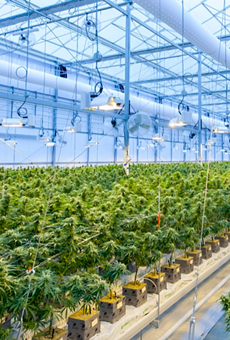 Marijuana plants grow inside a cultivation facility in Canada.