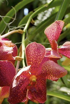 Orchids are one of the largest families of flowering plant species.
