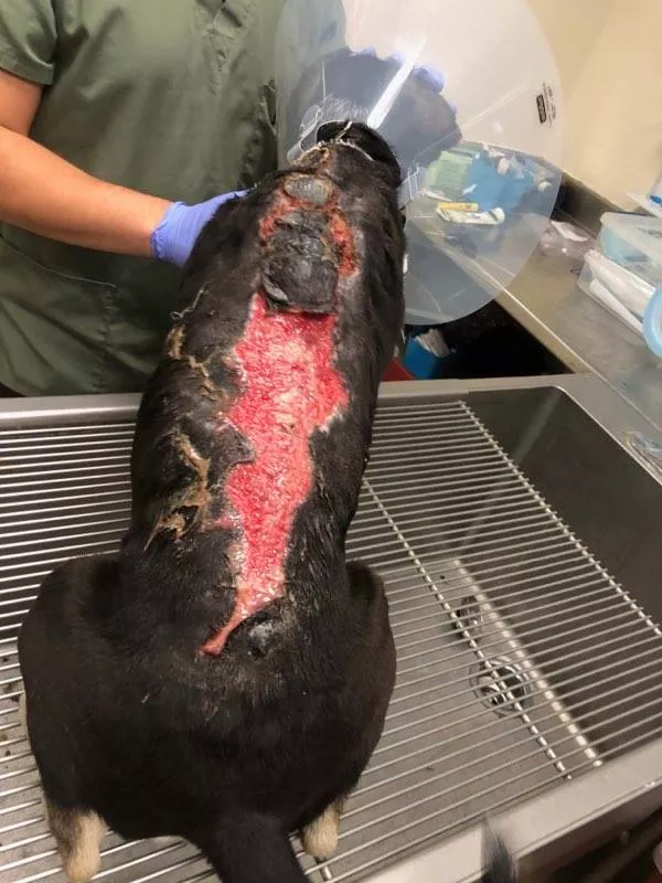 FACEBOOK / CITY OF SAN ANTONIO ANIMAL CARE SERVICES