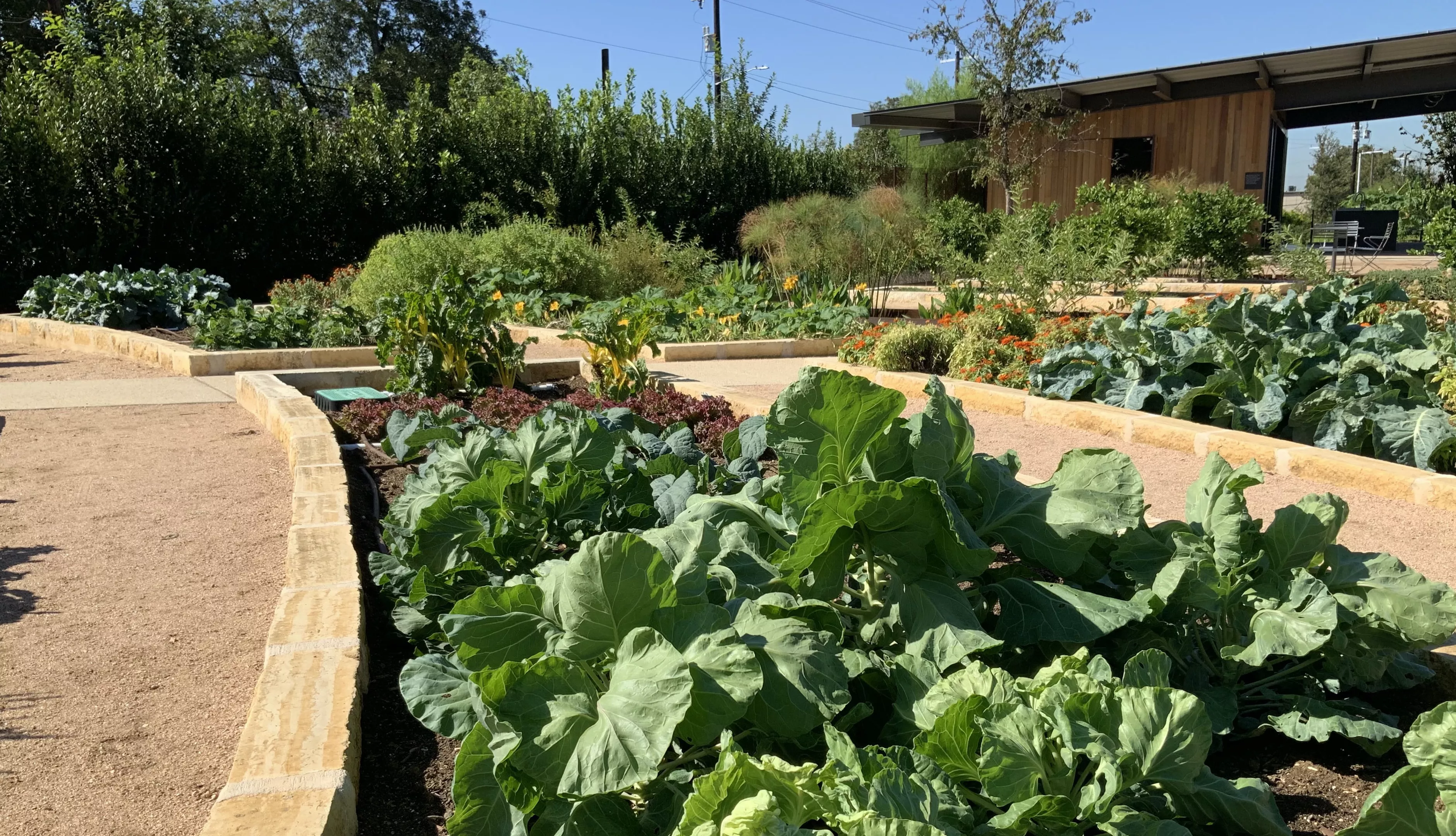 San Antonio Botanical Garden Donating Veggies It Grows To Feed