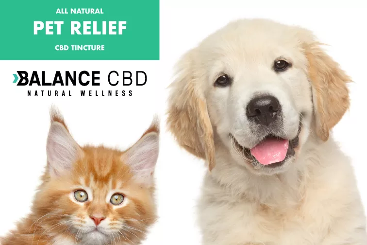 10 Best Cbd Oil For Dogs To Treat Your Pet With Sponsored Content The Daily