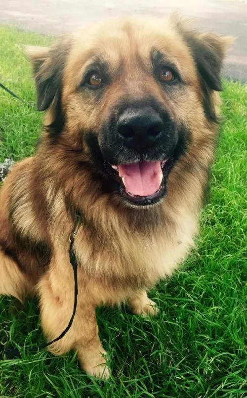 Buddy Bear is the kind of boy who liked to chill and listen to soft rock - SAN ANTONIO PETS ALIVE