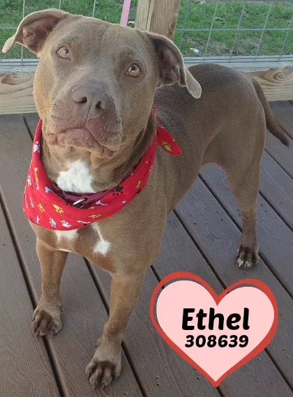 Ethel - I look so purdy in ravishing red - SA PETS ALIVE