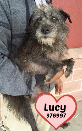 Lucy: There's no place like my forever home - SA PETS ALIVE