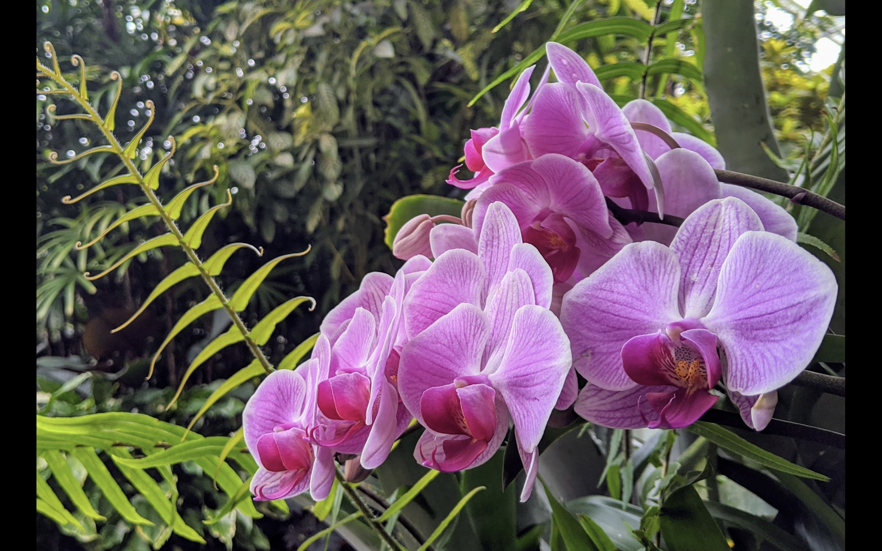 San Antonio Botanical Garden Celebrates Orchids In Weekend Long Event Artslut