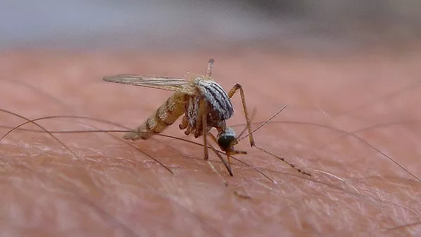 San Antonio has a hospitable environment for Zika virus. - FLICKR CREATIVE COMMONS