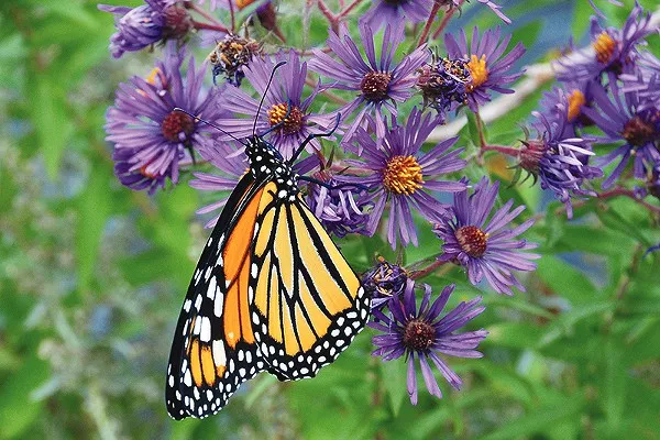 The Monarch Butterfly and Pollinator festival seeks to raise awareness about the importance of local pollinators. - U.S. FISH AND WILDLIFE SERVICE