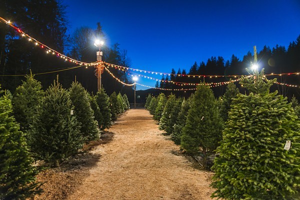 Buy your tree, real or fake, like, right now, folks. - SHUTTERSTOCK.COM