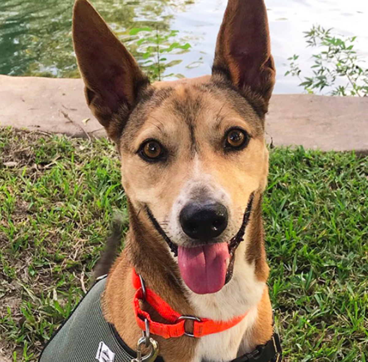 20 Adoptable Dogs in San Antonio That Will Be Thankful to Be Your Best