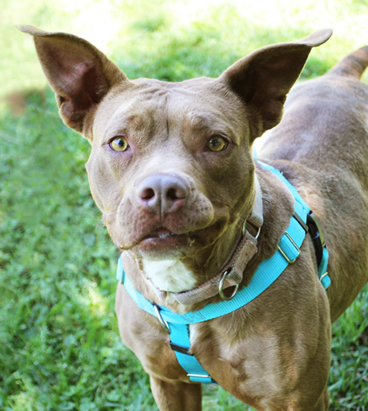 20 Adoptable Dogs in San Antonio That Are Always Down for an Adventure San Antonio